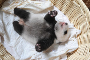 baby panda